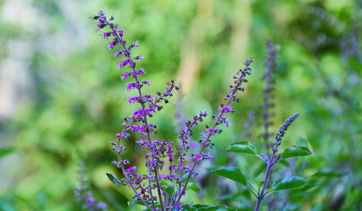 Fermented Holy Basil and Its Potential Health Benefits