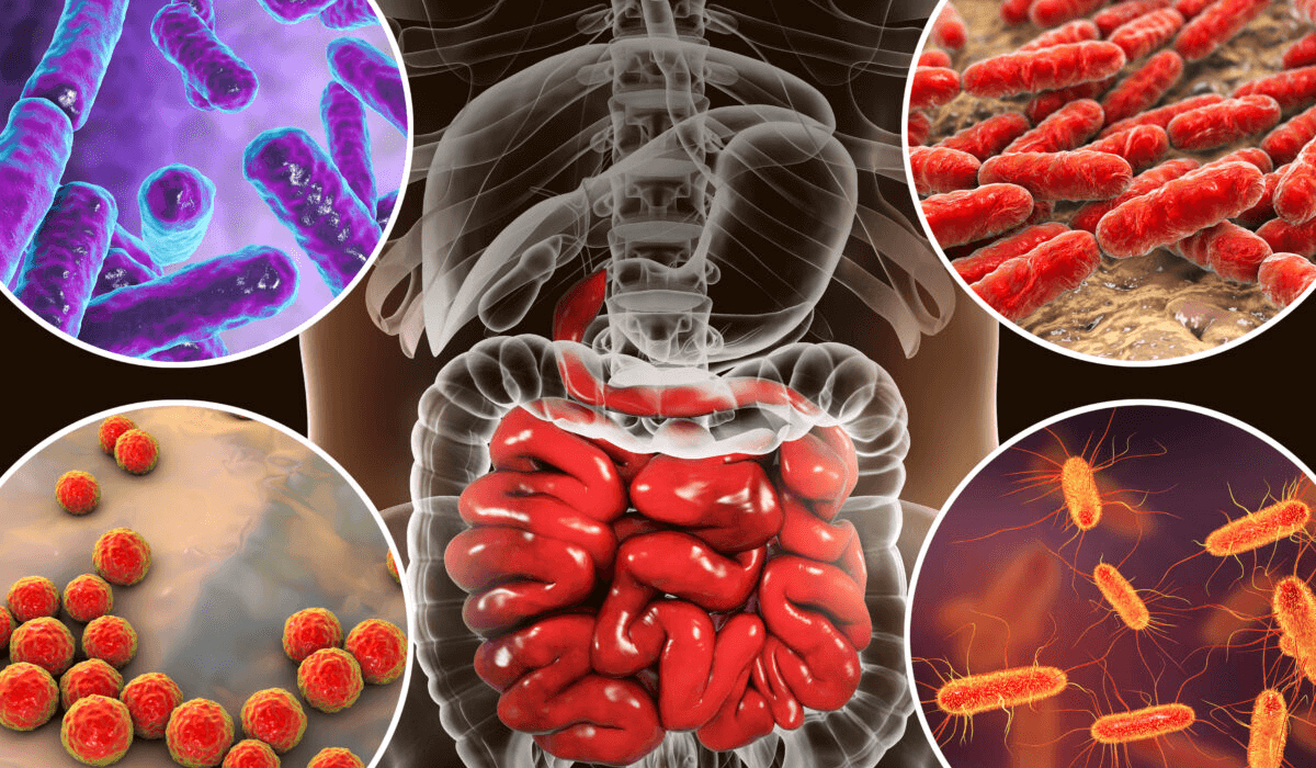 Postbiotics : What Are They and Why They're the Key To Optimal Gut Health