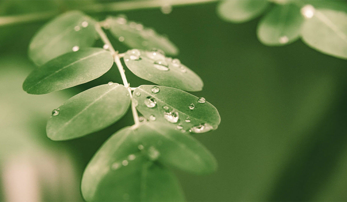 What Is Moringa and Its Health Benefits?