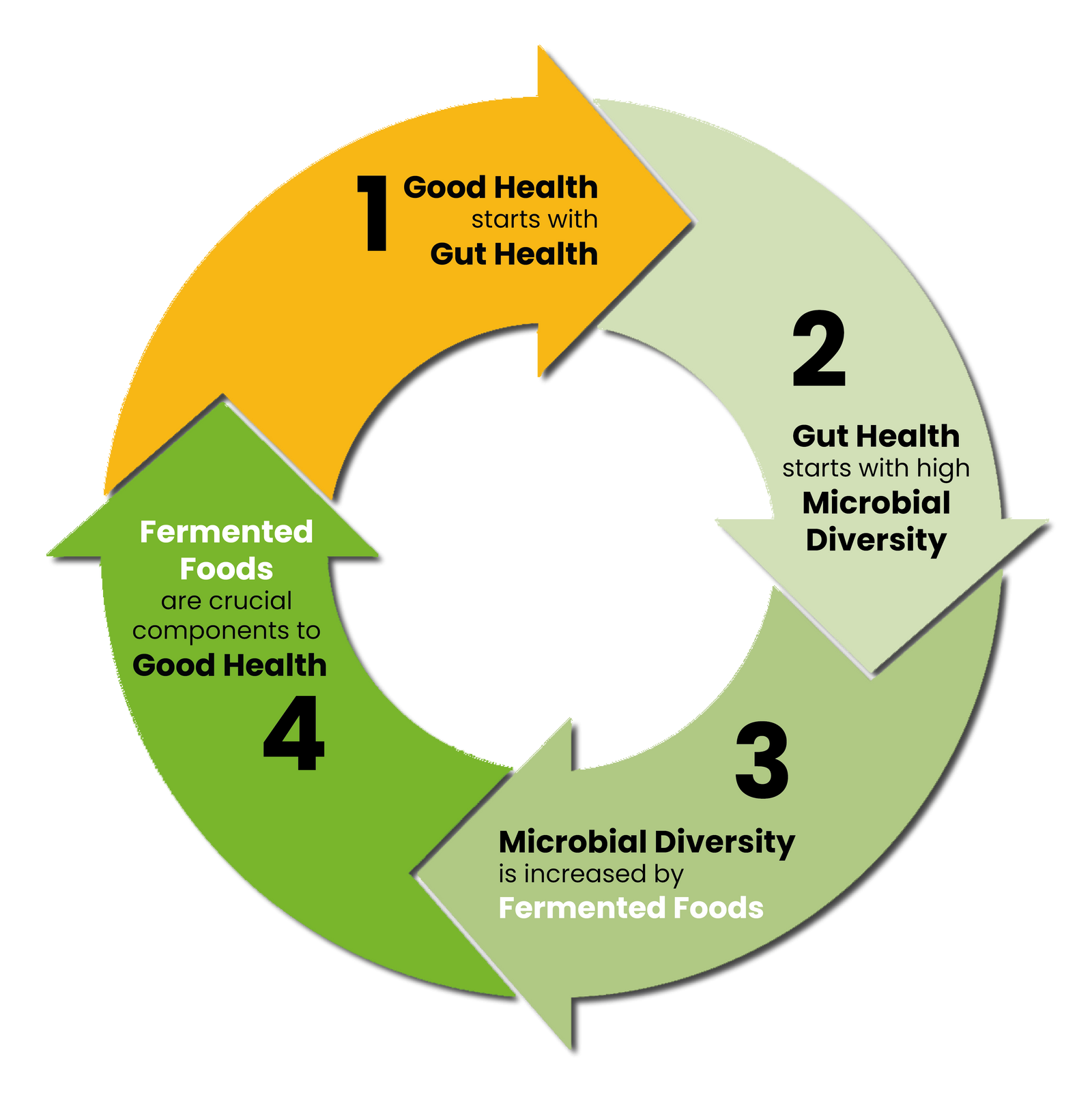Circle with arrows explaining the importance of gut health - Biora